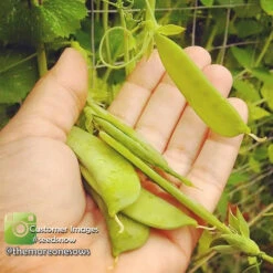 Pea (Snap) - Sugar -seedsnow Sales Store 10454016 721850164543086 756928987 n