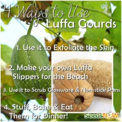 Gourd - Luffa 23 Gourd - Luffa -seedsnow Sales Store 10932163 1559783060968112 1253002656 n