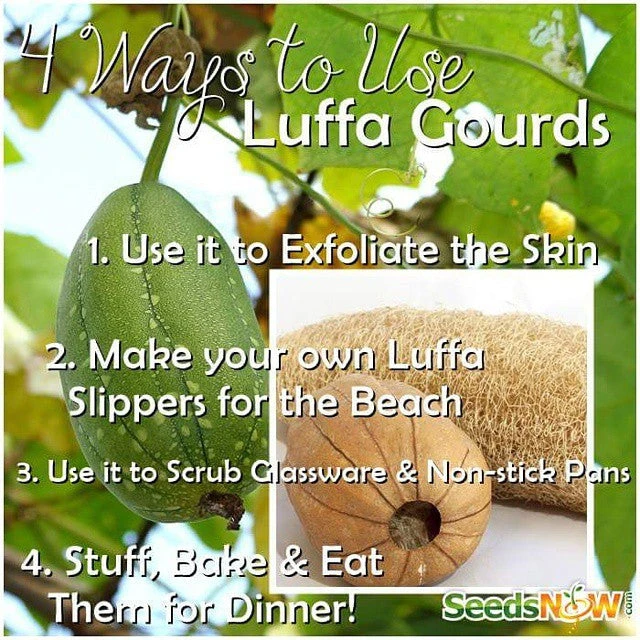 Gourd - Luffa 12 Gourd - Luffa - Image 10