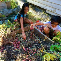 Potato (Late-Season) Fingerling - Red Thumb (Organic/Heirloom) 19 Potato (Late-Season) Fingerling - Red Thumb (Organic/Heirloom) -seedsnow Sales Store 135