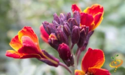 Wildflowers - Fragrant Flower Scatter Garden Seed Mix -seedsnow Sales Store 14 oclock 10c9656f 6ebb 4908 94cb 97fc2d2a0ddb