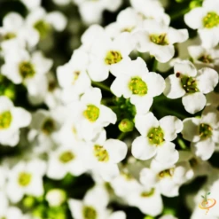 Wildflowers - Beneficial Insect Garden Seed Mix -seedsnow Sales Store 1Assylum