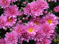 Wildflowers - Annual Cut Flower Scatter Garden Seed Mix -seedsnow Sales Store 1Aster 0a29a448 54ec 49cf b6b6 c05b817a35ee