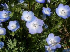 Wildflowers - Beneficial Insect Garden Seed Mix -seedsnow Sales Store 1Baby Blue Eyes cb2f65f7 5e6c 448d 8202 a59e4d74690d