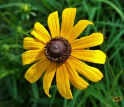 Wildflowers - All Annual Scatter Garden Seed Mix -seedsnow Sales Store 1Black Eyed Susan 2 53fabbaa 3e6d 49c6 a574 56464631ce8e 1