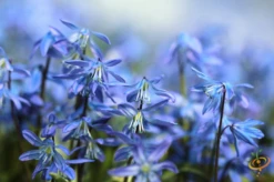 Wildflowers - Annual Cut Flower Scatter Garden Seed Mix -seedsnow Sales Store 1Bluebells 1862990a d3c3 4c2d a2ba 10516e06ccf5