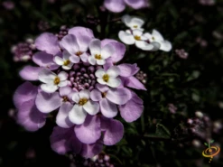 Wildflowers - Beneficial Insect Garden Seed Mix -seedsnow Sales Store 1Candytuft 23799b59 24d2 4951 960d 685471b549f3