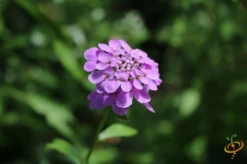 Wildflowers - All Annual Scatter Garden Seed Mix -seedsnow Sales Store 1Candytuft c62cf79c 00bc 449d 955b 5326b899e905 1