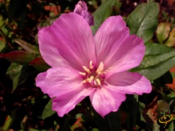 Wildflowers - Annual Cut Flower Scatter Garden Seed Mix -seedsnow Sales Store 1Clarkia amoena 73cbc76a d5ca 471c 8a5f 829d0874707b