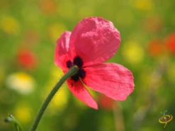 Wildflowers - All Annual Scatter Garden Seed Mix -seedsnow Sales Store 1CornPoppy d0b9d8d4 f617 4c8c 9461 ea11ef3dd820 1