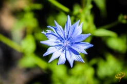 Wildflowers - Fragrant Flower Scatter Garden Seed Mix -seedsnow Sales Store 1Cornflower