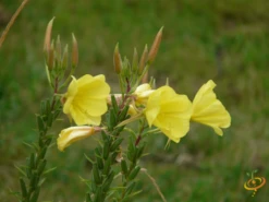 Wildflowers - All Perennial Scatter Garden Seed Mix -seedsnow Sales Store 1Evening Primrose 0cf4fd77 3711 4c32 86ba 422ef5b40f67