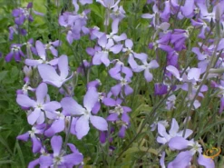 Wildflowers - Fragrant Flower Scatter Garden Seed Mix -seedsnow Sales Store 1Evening Scented Stock