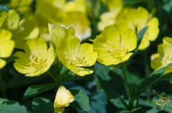 Wildflowers - Fragrant Flower Scatter Garden Seed Mix -seedsnow Sales Store 1Evening primrose