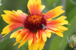 Wildflowers - All Annual Scatter Garden Seed Mix -seedsnow Sales Store 1Indian Blanket 1