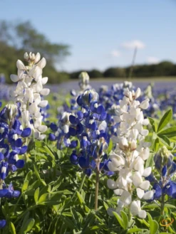 Wildflowers - All Annual Scatter Garden Seed Mix -seedsnow Sales Store 1Lupine 0265604c ac46 478f 9c05 e14ffb70e782