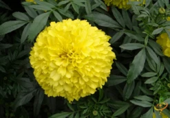 Wildflowers - Annual Cut Flower Scatter Garden Seed Mix -seedsnow Sales Store 1Marigold