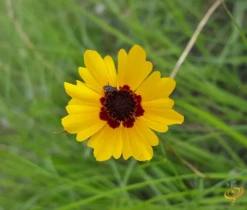 Wildflowers - Annual Cut Flower Scatter Garden Seed Mix -seedsnow Sales Store 1Plains Coreopsis ce3c8b21 d740 4f3d ad87 3c0838f5ce47