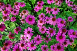 Wildflowers - All Perennial Scatter Garden Seed Mix -seedsnow Sales Store 1Purple Coneflower bff51f78 6ac7 47dc b712 7cd141421c0f