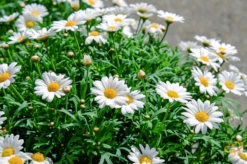 Wildflowers - All Perennial Scatter Garden Seed Mix -seedsnow Sales Store 1Shasta Daisy 7d2377b0 2035 4217 9b0c 6a304ccf139d