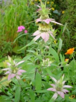Wildflowers - Fragrant Flower Scatter Garden Seed Mix -seedsnow Sales Store 1Spotted Bee Balm