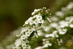 Wildflowers - Fragrant Flower Scatter Garden Seed Mix -seedsnow Sales Store 1Sweet Alyssum b05b881f 6d8e 44b7 b405 f2aacb1418ff