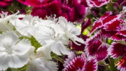 Wildflowers - All Perennial Scatter Garden Seed Mix -seedsnow Sales Store 1Sweet William 86ba0b07 f1f6 46a7 830a a06a203f7cc5