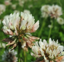 Wildflowers - Beneficial Insect Garden Seed Mix -seedsnow Sales Store 1White Dutch Clover