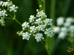 Wildflowers - Beneficial Insect Garden Seed Mix -seedsnow Sales Store 1White Yarrow