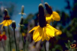 Wildflowers - All Perennial Scatter Garden Seed Mix -seedsnow Sales Store 1Yellow Prairie Coneflower 6439c9c4 0169 4888 a896 bc95cf34267a