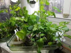 All-in-One Tower Garden Variety Pack -seedsnow Sales Store 20161201 150841 Copy 1