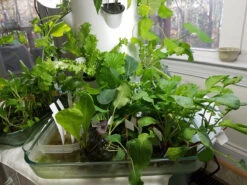 All-in-One Hydroponic Greens Variety Pack -seedsnow Sales Store 20161201 150841 Copy ecb4d16b 8361 41d6 ae7c a6d5af88b1f7