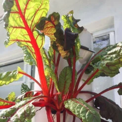 All-in-One Tower Garden Variety Pack -seedsnow Sales Store 2017 05 28 14.48.02 1524888381737412252 374699122