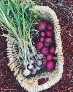 Potato (Mid-Season) - Norland, Dark Red (ORGANIC) -seedsnow Sales Store 2017 07 05 17.28.58 1552510864569362531 374699122