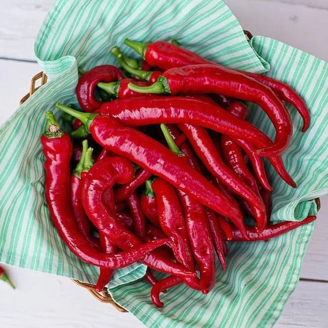 Pepper (Hot) - Cayenne, Red 🔥🔥🔥 3 Pepper (Hot) - Cayenne, Red 🔥🔥🔥