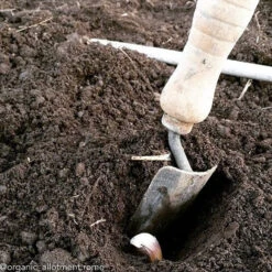 Garlic - (Soft Neck) Italian Late -seedsnow Sales Store 2017 10 14 20.06.31 1625792505890308150 374699122