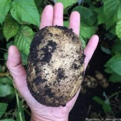 Potato (Mid-Season) - Russet Burbank (ORGANIC) -seedsnow Sales Store 2017 12 10 12.46.25 1666913414835285069 374699122