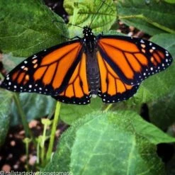 All-in-One Wildflower & Pollinator Scatter Garden Variety Pack -seedsnow Sales Store 2017 12 30 22.58.31 1681717010390855790 374699122