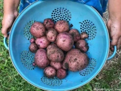 Potato (Mid-Season) - Norland, Dark Red (ORGANIC) -seedsnow Sales Store 2018 05 20 13.45.09 1783601671274660525 374699122