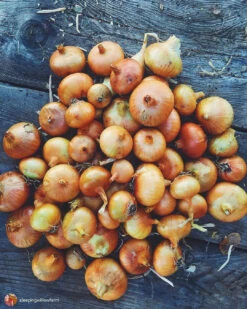 Onion (Sets) - Rock, Yellow -seedsnow Sales Store 278