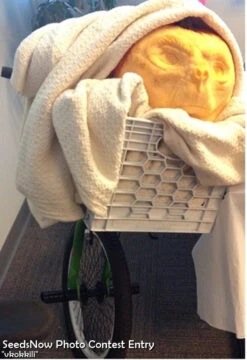 Pumpkin - Jack O' Lantern -seedsnow Sales Store 3 86aa299f 518b 47be a536 fac14dd1c8fa