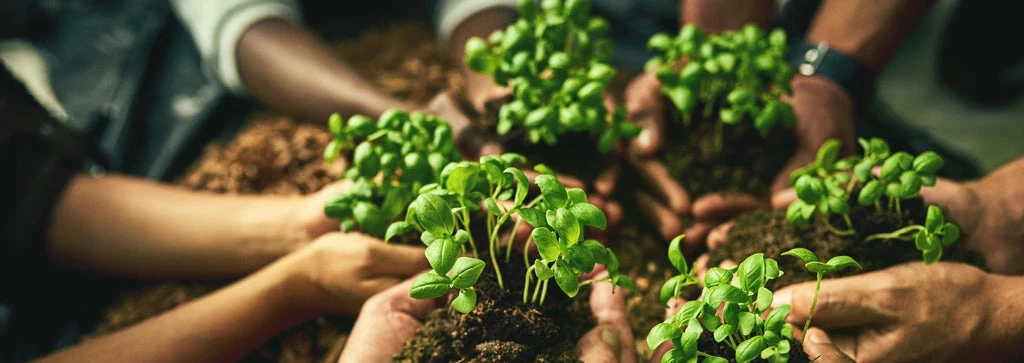 Front Page -seedsnow Sales Store 6323