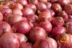 Front Page -seedsnow Sales Store 700 f40272d2 2af4 4b6f b303 d1b8854cd57d