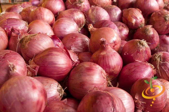 Shallot (sets) - Holland, Red (Organic) 4 Shallot (sets) - Holland, Red (Organic) - Image 2