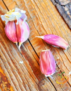 Garlic - (Soft Neck) Early Purple Italian (Organic) -seedsnow Sales Store 700x