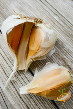 Garlic - (Soft Neck) - Elephant -seedsnow Sales Store 700x2