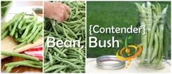 Bean, Bush - Contender 23 Bean, Bush - Contender -seedsnow Sales Store 700x300 133c75a8 5d20 4ab5 a50a 1ab667b0719e