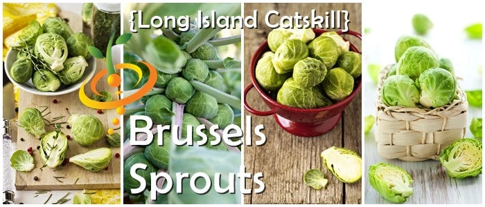 Brussels Sprouts - Long Island Catskill 11 Brussels Sprouts - Long Island Catskill - Image 9