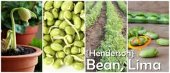 Bean, Lima/Bush - Henderson -seedsnow Sales Store 700x300 5cdf9c6f ae04 4826 905e 686a1d87bb20