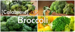 Broccoli - Calabrese 19 Broccoli - Calabrese -seedsnow Sales Store 700x300 5e2a0faa 10d2 41b3 9076 b69ffbe6f3c1